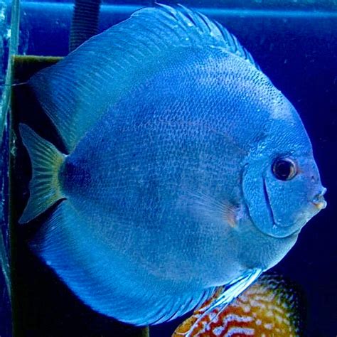 freshwater fish for sale|The iFISH Store .